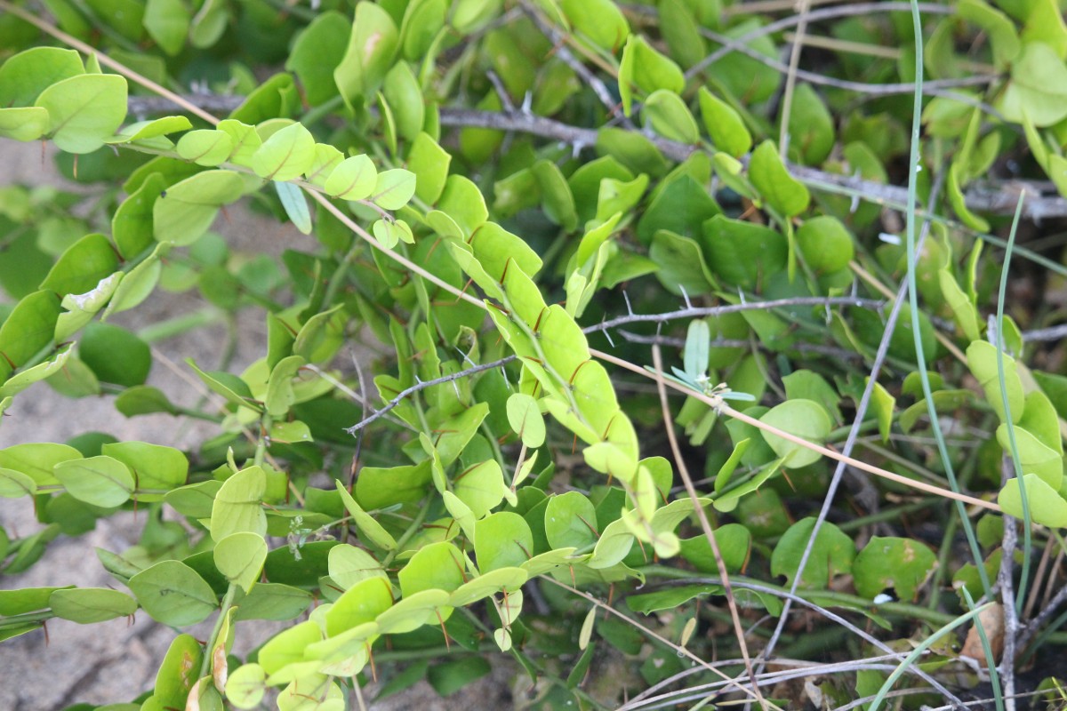 Capparis rotundifolia Rottler